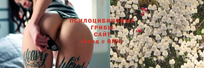 Галлюциногенные грибы Psilocybine cubensis  Билибино 